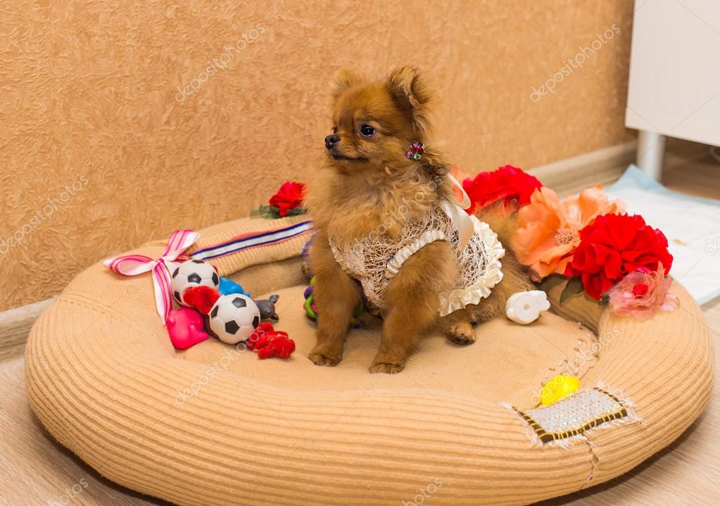 かわいいと面白い子犬ポメラニアン笑顔オレンジ色の背景の ストック写真 C Satura