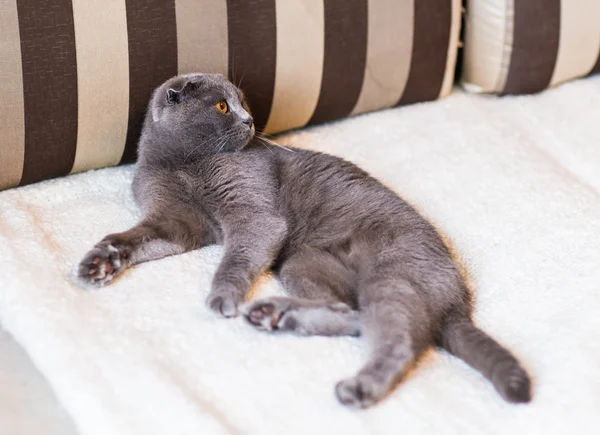 Χαριτωμένο αστείο γκρίζα γάτα χαλαρώνοντας στον καναπέ — Φωτογραφία Αρχείου