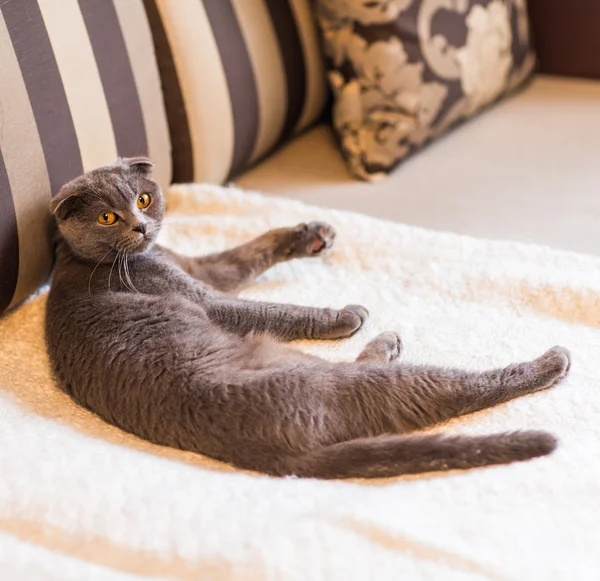 Lindo divertido gris gato relajante en el sofá —  Fotos de Stock