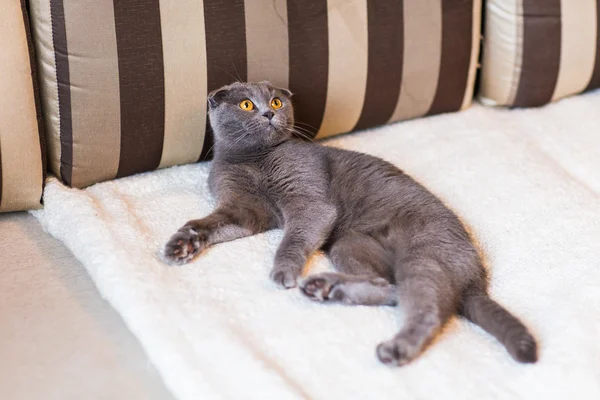 Aranyos vicces szürke macska bágyasztó-on dívány — Stock Fotó