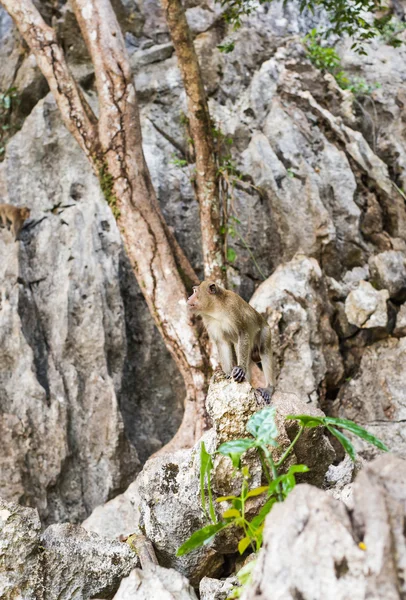 Singe macaque à longue queue dans la forêt — Photo