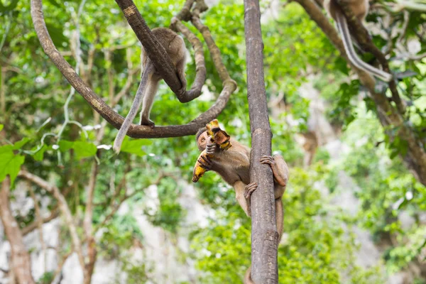 Mono con plátano — Foto de Stock