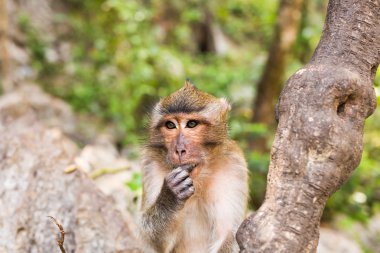 Maymun surat doğa arka planda Close-Up.