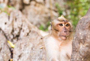 Maymun surat doğa arka planda Close-Up.