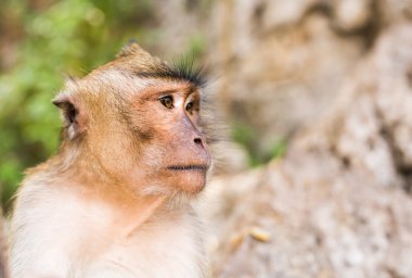Maymun surat doğa arka planda Close-Up.