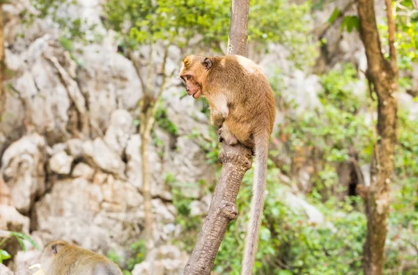 Scimmia divertente in una foresta naturale . — Foto Stock