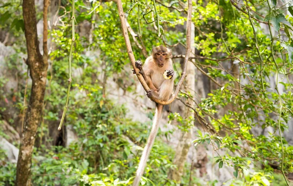 Long-tailed Macaque Monkey in the forest — Stock Photo, Image