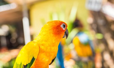 Renkli sarı papağan Aratinga solstitialis Sun Conure