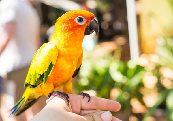 Bunte gelbe Papageiensonne conure, aratinga solstitialis — Stockfoto