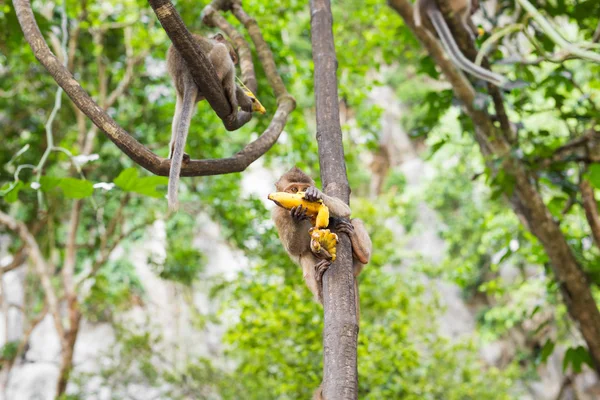 Singe à la banane — Photo