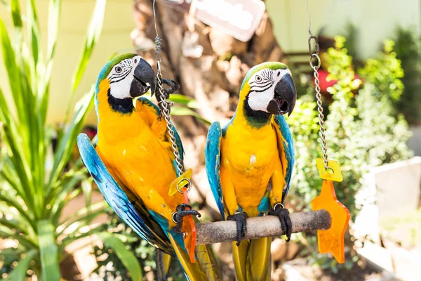 Colorful couple macaws sitting on swing. — Stock Photo, Image