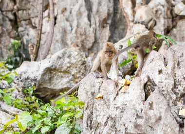 Sevimli vahşi maymun