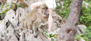 Sevimli vahşi maymun