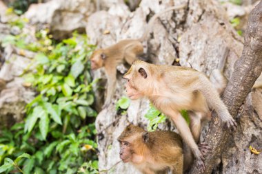 Tayland bir doğal orman sevimli maymun yaşıyor.