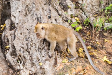 Maymun orman içinde. Hayvan.