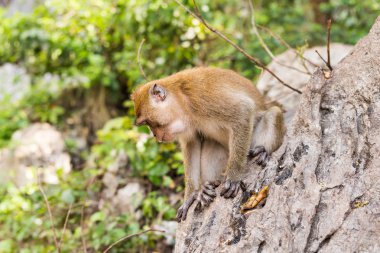 Sevimli vahşi maymun