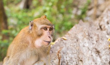 Maymun surat yakın çekim