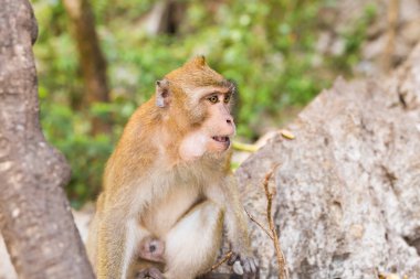 Sevimli vahşi maymun