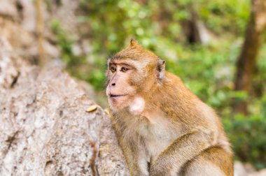 Maymun orman içinde. Hayvan.