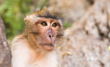 Maymun surat yakın çekim