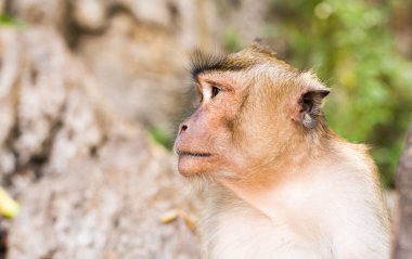Maymun surat yakın çekim