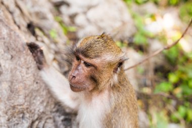 Sevimli vahşi maymun