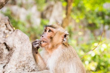 Maymun surat yakın çekim