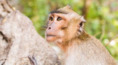 Maymun orman içinde. Hayvan.