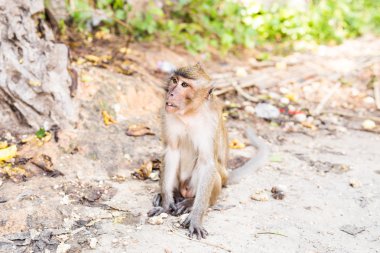 Maymun orman içinde. Hayvan.