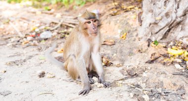 Sevimli vahşi maymun