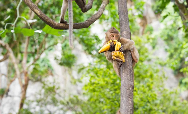 Singe mignon vit dans une forêt naturelle de Thaïlande . — Photo