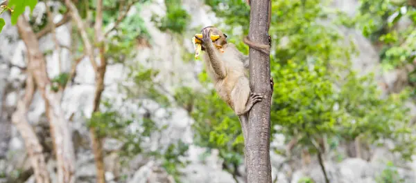 タイの自然の森に住んでいるかわいい猿. — ストック写真