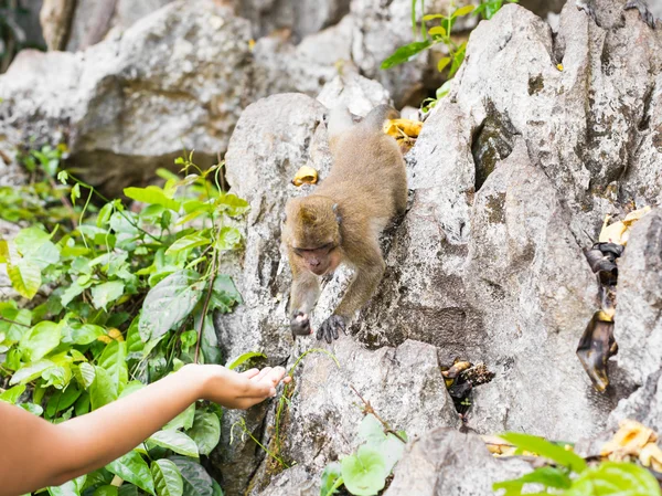 Le singe s'assoit et mange de la banane — Photo