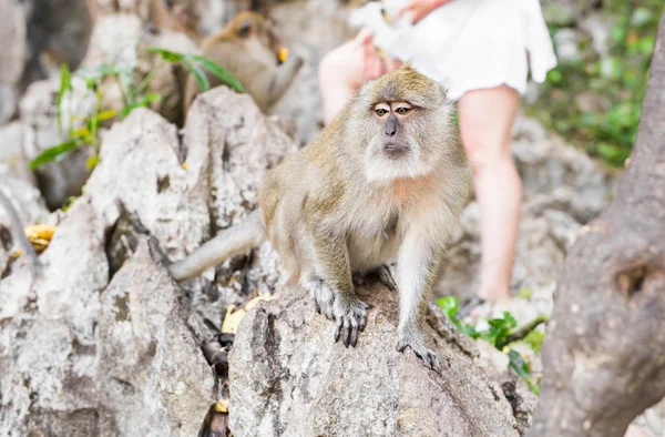 Aranyos majom él egy természetes erdő Thaiföldön. — Stock Fotó