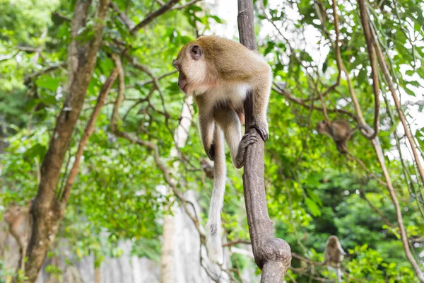 Macaco selvagem bonito — Fotografia de Stock