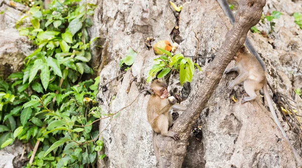 Aranyos vadon élő majom — Stock Fotó