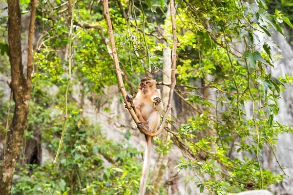 Macaco selvagem bonito — Fotografia de Stock