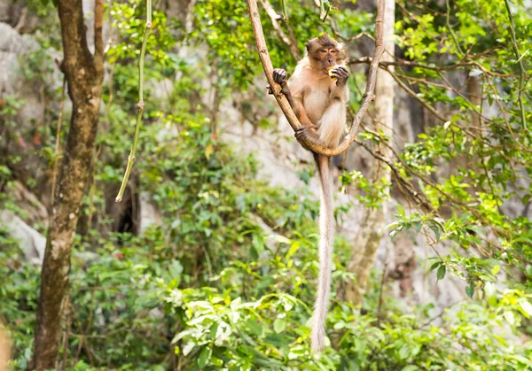 タイの自然の森に住んでいるかわいい猿. — ストック写真