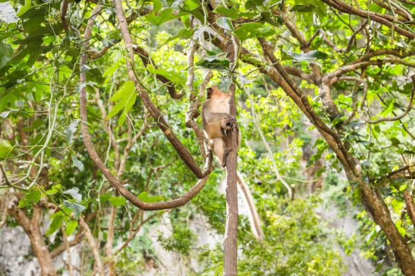 Scimmia nella foresta. Animali . — Foto Stock