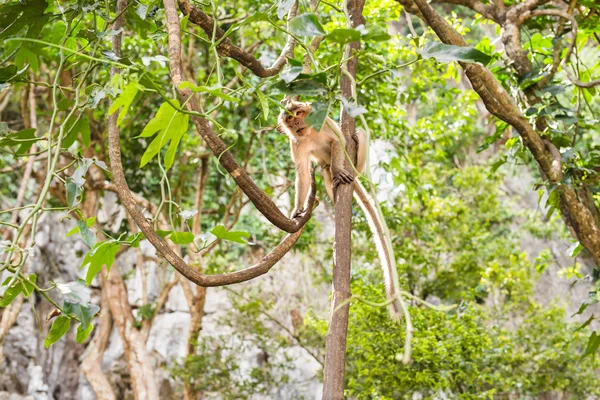Симпатичная обезьяна — стоковое фото
