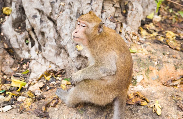 Cute wild monkey — Stock Photo, Image
