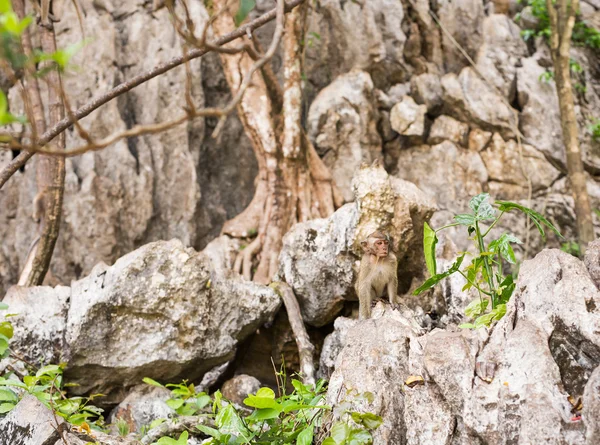 フォレストの猿。動物. — ストック写真