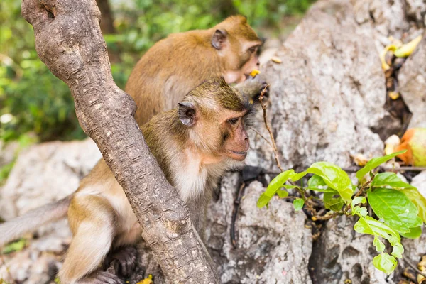 Singe mignon vit dans une forêt naturelle de Thaïlande . — Photo