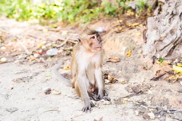Tayland bir doğal orman sevimli maymun yaşıyor.