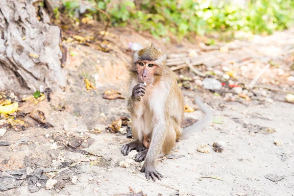 Singe dans la forêt. Animaux . — Photo