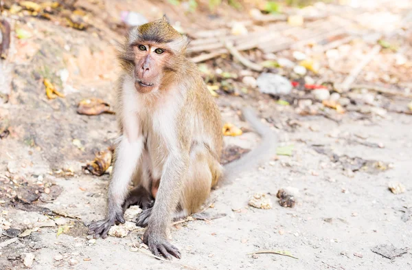 Maymun orman içinde. Hayvan.