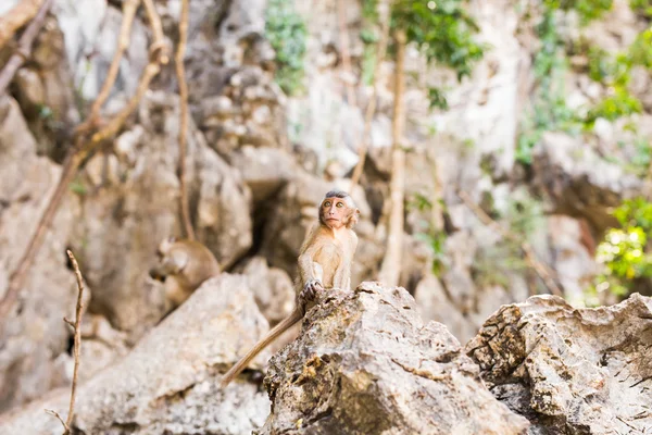 Macaco selvagem bonito — Fotografia de Stock