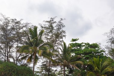 Hindistan cevizi avuç içi mavi gökyüzünün altında şubeleri