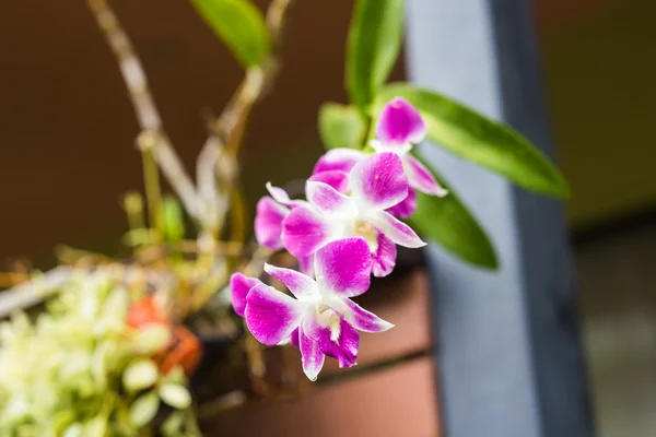 Primer plano de hermosa flor de orquídea púrpura — Foto de Stock