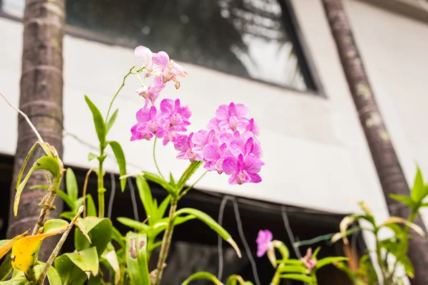 Primo piano di bel fiore viola orchidea — Foto Stock